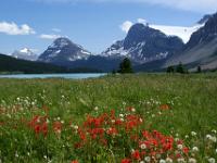 Indian Paintbrush auf der Bow Lake Uferwiese - Banff NP